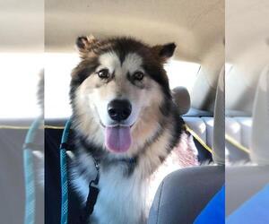 Alaskan Malamute Dogs for adoption in Uwchlan, PA, USA