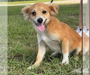 Papillon-Unknown Mix Dogs for adoption in Washington, DC, USA