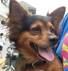 Papshund Dogs for adoption in Winder, GA, USA
