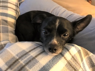 Chihuahua Dogs for adoption in Huntsville, AL, USA