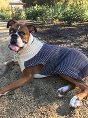 Boxer Dogs for adoption in San Diego, CA, USA