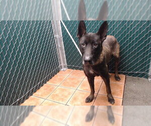 Mutt Dogs for adoption in Downey, CA, USA