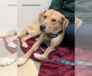 Mutt Dogs for adoption in Philadelphia, PA, USA
