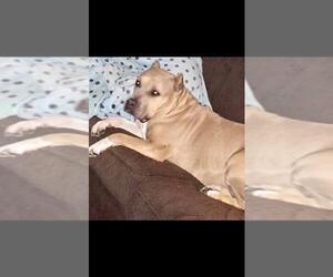 Staffordshire Bull Terrier Dogs for adoption in Dana Point, CA, USA