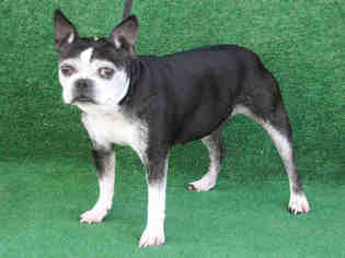 Boston Terrier Dogs for adoption in Hanford, CA, USA