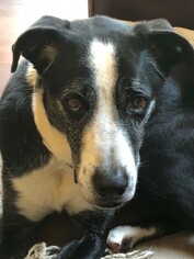 Collie-Unknown Mix Dogs for adoption in Lovingston, VA, USA