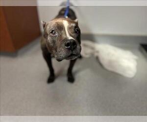 Bullboxer Pit Dogs for adoption in Rancho Cucamonga, CA, USA