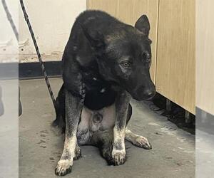 German Shepherd Dog-Unknown Mix Dogs for adoption in Camarillo, CA, USA