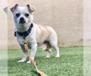 Mutt Dogs for adoption in Tempe, AZ, USA