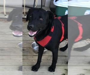 Labrador Retriever Dogs for adoption in Crossville, TN, USA