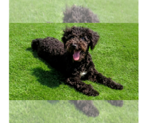 Medium Photo #1 Poodle (Miniature)-Wheaten Terrier Mix Puppy For Sale in Grovertown, IN, USA