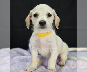 Rat Terrier-Unknown Mix Dogs for adoption in Lakewood, CO, USA