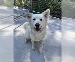 German Shepherd Dog-Great Pyrenees Mix Dogs for adoption in Muskegon, MI, USA