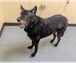 Chow Chow-German Shepherd Dog Mix Dogs for adoption in Denver, CO, USA