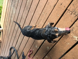 Dachshund Dogs for adoption in Dothan, AL, USA