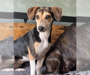 Beagle-Unknown Mix Dogs for adoption in Redmond, WA, USA