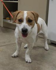 Beagle Dogs for adoption in Hutchinson, KS, USA