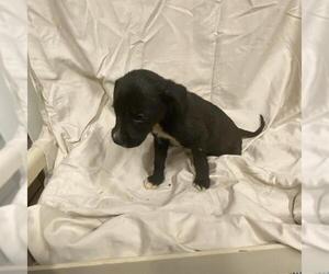 Boxer-Unknown Mix Dogs for adoption in Modesto, CA, USA