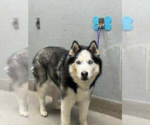 Siberian Husky-Unknown Mix Dogs for adoption in Las Vegas, NV, USA