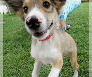 Collie-Unknown Mix Dogs for adoption in Grovertown, IN, USA