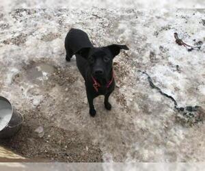 Labrador Retriever-Unknown Mix Dogs for adoption in Foristell, MO, USA