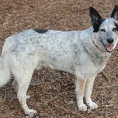 Mutt Dogs for adoption in Paso Robles, CA, USA