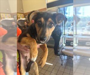 Dachshund-Unknown Mix Dogs for adoption in Burbank, CA, USA