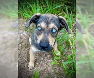 Alaskan Malamute-Unknown Mix Dogs for adoption in Pleasanton, TX, USA