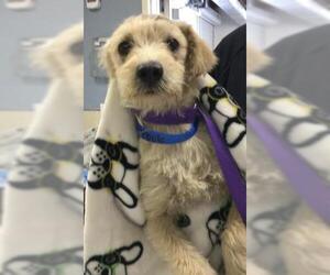 Mutt Dogs for adoption in Riverside, CA, USA