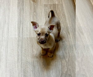 Mutt Dogs for adoption in Bellevue, WA, USA