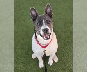 American Pit Bull Terrier-Unknown Mix Dogs for adoption in Las Vegas, NV, USA