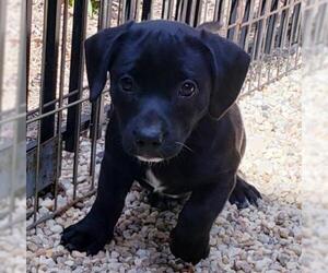 Bagle Hound Dogs for adoption in Johnson City, TN, USA
