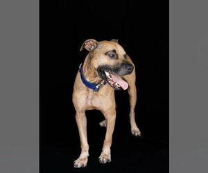 American Pit Bull Terrier Dogs for adoption in Orlando, FL, USA