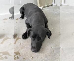 Labrador Retriever-Unknown Mix Dogs for adoption in Rosenberg, TX, USA