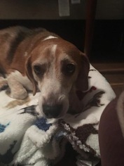 Beagle Dogs for adoption in west Palm Beach, FL, USA