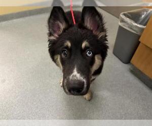 German Shepherd Dog-Siberian Husky Mix Dogs for adoption in Orange, CA, USA