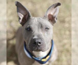 American Staffordshire Terrier-Unknown Mix Dogs for adoption in San Antonio, TX, USA