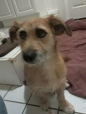 Australian Terrier Dogs for adoption in Little Rock, AR, USA