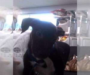 Dachshund-Labrador Retriever Mix Dogs for adoption in Tallahassee, FL, USA