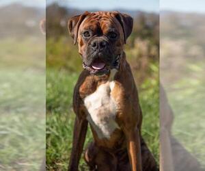 Boxer Dogs for adoption in Forest, VA, USA