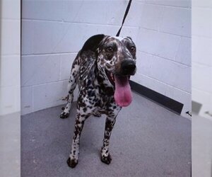 German Shorthaired Pointer Dogs for adoption in San Bernardino, CA, USA