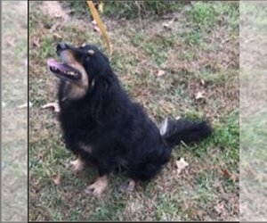 Gordon Setter-Unknown Mix Dogs for adoption in Winston Salem, NC, USA