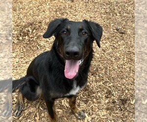 German Shepherd Dog Dogs for adoption in London, Ontario, Canada