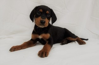 Small Black and Tan Coonhound-Rottweiler Mix