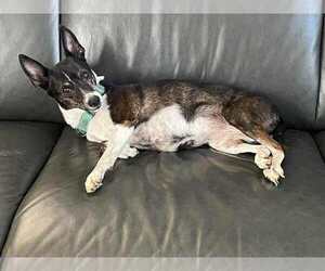 Mutt Dogs for adoption in Candler, NC, USA