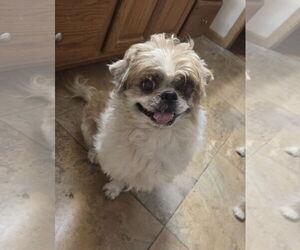 Shih Tzu Dogs for adoption in Iroquois, IL, USA
