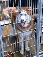 Alaskan Malamute Dogs for adoption in San Jacinto, CA, USA