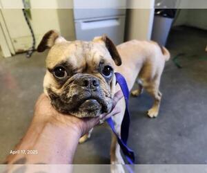 Pug-Unknown Mix Dogs for adoption in Santa Cruz, CA, USA