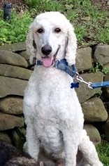 Poodle (Standard) Dogs for adoption in Tenafly, NJ, USA