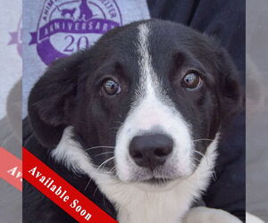 Border Collie-Pembroke Welsh Corgi Mix Dogs for adoption in Huntley, IL, USA